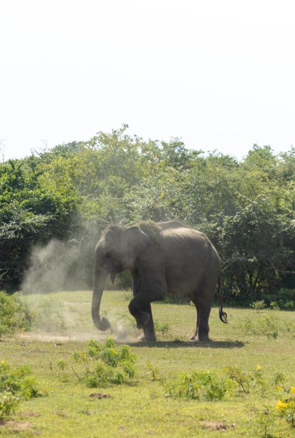 Koragaha Lodge - Yala Tissamaharama Exteriör bild